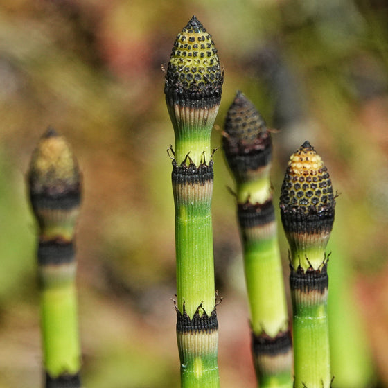 Close-up of Horsetail Plant sporing structures on top of bamboo-like stems