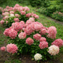 Fire Light Tidbit Hydrangea with white panicle flowers turning bright pink on a compact dwarf shrub