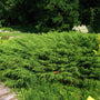 mass of vibrant green russian cypress groundcover plant