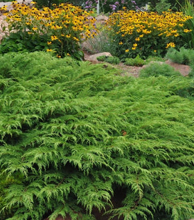 Celtic Pride® Siberian Cypress