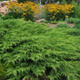 low growing evergreen groundcover cypress shrub