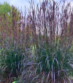 Blackhawks Big Bluestem