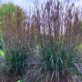 vibrant purple green and blue stems of Blackhawks big bluestem grass