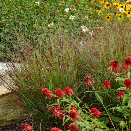 Panicum virgatum 'Cheyenne Sky' in a mixed flowerbed with red coneflowers and black-eyed susans