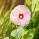 pale white to pink hardy hibiscus  bloom of luna pink swirl