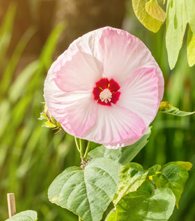 Hibiscus Luna Pink Swirl