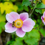 CLOSE UP VIEW OF UNIQUE PINK FALL BLOOMING PERENNIAL ANEMONE SEPTEMBER CHARM WITH SMALL POLLINATOR BEE