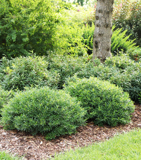 Gem Box® Inkberry Holly