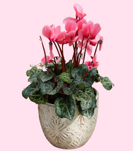 Pink Cyclamen