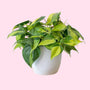 philodendron brasil in white ceramic pot