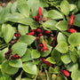 close up view of red lipstick blooms on lipstick plant