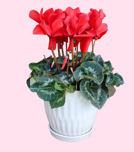 Red Cyclamen