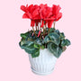 Red Cyclamen
