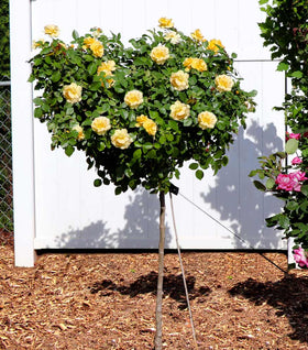 Julia Child™ Floribunda Rose – Tree Form