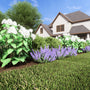 Digitally Rendered Low border Garden Bed with a mix of summer-flowering shrubs and perennials and an evergreen backdrop.
