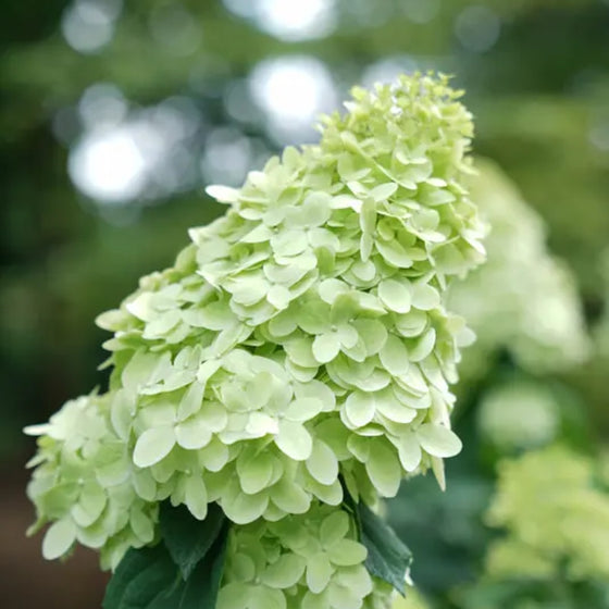 close up view of limelight prime hydrangea