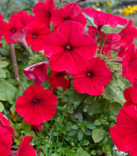 Red Petunia