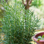 close up view of tuscan blue rosemary plant