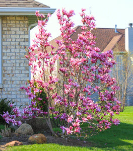 Centennial Blush Magnolia Trees for Sale | Garden Goods Direct