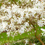 vibrant white early spring blooming royal star magnolia
