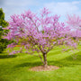 early spring blooming burgundy hearts redbud tree