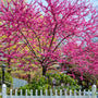 vibrant deep pink blooming merlot redbud in early spring landscape front yard with white picket fence statement tree