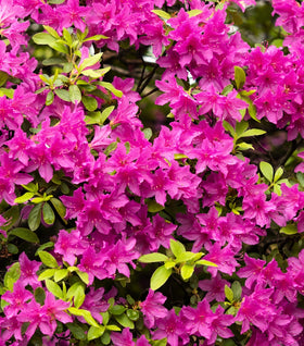 Autumn Amethyst® Encore® Azalea