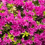 Autumn Amethyst® Encore® Azalea