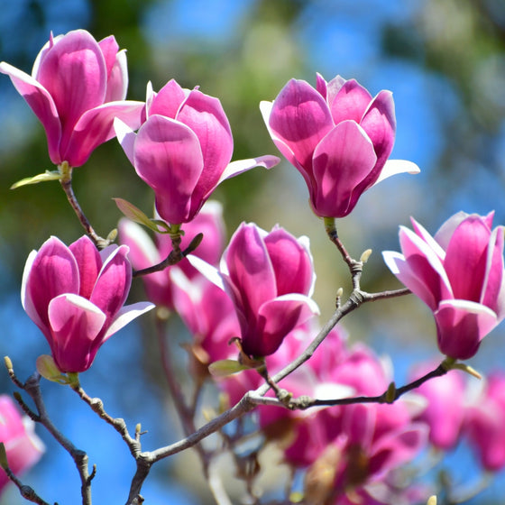 deep pink magnolia jane tree in bloom