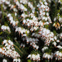 mass of white blooms on white Mediterranean heather