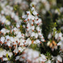 close up view of bright white blooms on white mediterranean heather