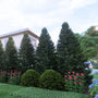 digital rendering of thuja junior giant trees, mr. bowling ball arbprvitae, red drift rose to create a lush narrow privacy screen