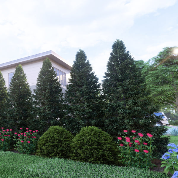 大型本 Ornamental Plants in the Landscape Narrow_Privacy_grande.jpg?v=