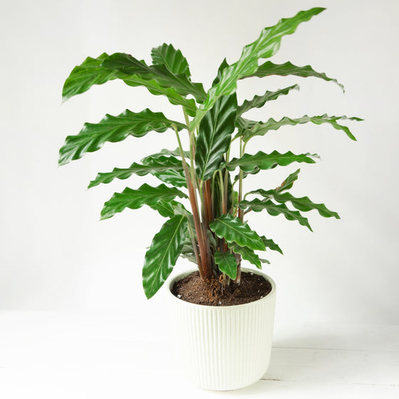 Calathea rufibarba