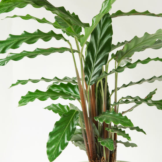 Close-up of fuzzy foliage on Calathea Rufibarba