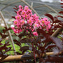 close up view of pink blooms and dark foliage on twilight magic crape myrtle