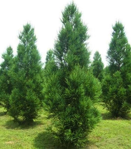 Cryptomeria Radicans