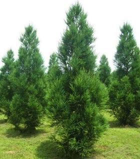 Cryptomeria Radicans