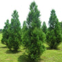 cryptomeria radicans evergreen trees