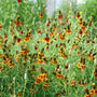 Ratiba Red Midget Upright Prairie Coneflower growing in mass