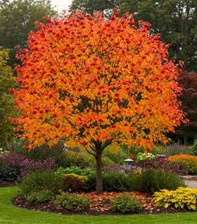 Autumn Brilliance Serviceberry