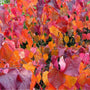 Merlot Redbud striking fall foliage