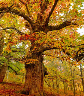 Dunstan Chestnut Tree