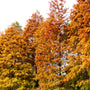 Orange foliage on Bald Cypress Trees in Fall