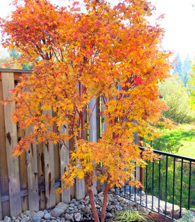 Coral Bark Japanese Maple