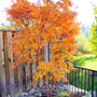 Coral Bark Japanese Maple in Fall