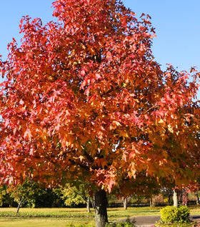 Sweetgum Tree