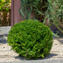 rounded Baby Gem Boxwood shrub