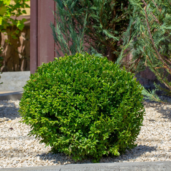 rounded Baby Gem Boxwood shrub
