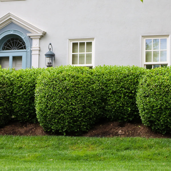 Buy American Boxwood – Classic Evergreen Hedge Shrub | Garden